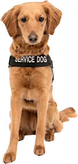 golden retriever diabetic alert dogs